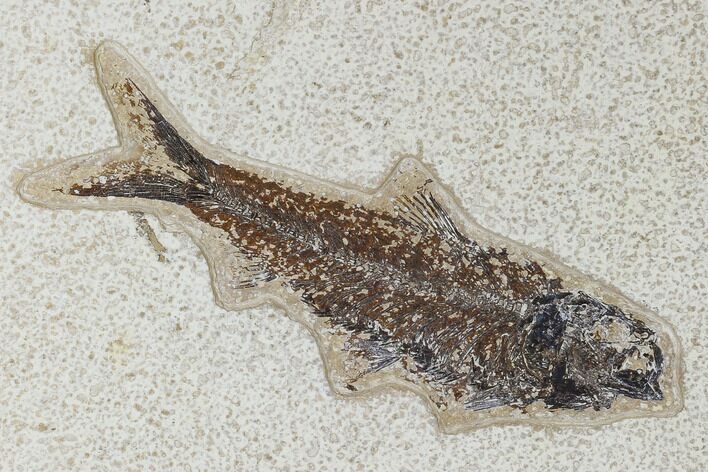 Fossil Fish (Knightia) - Green River Formation #113983